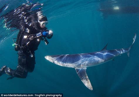 Blue Shark Diving Cornwall Memugaa