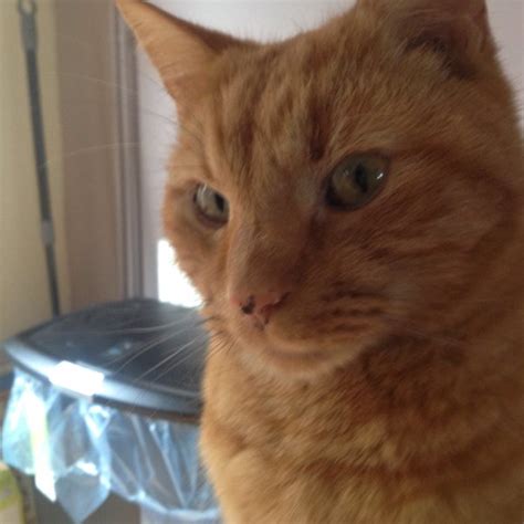 Lost Cat Ginger Cat Called Alfie Thame Area Oxfordshire