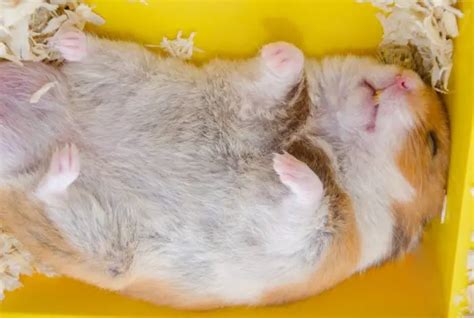 How To Wake Hamster Up From Hibernation 8 Proven Methods