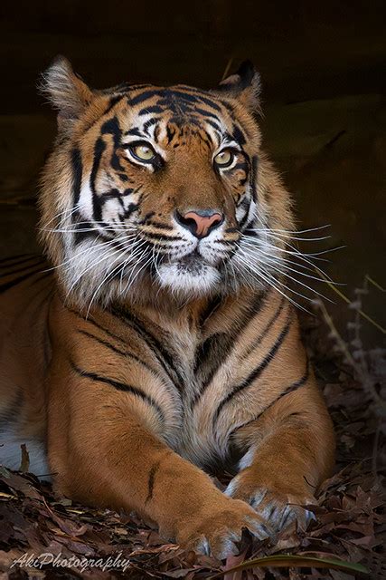 Tiger Ali C Flickr