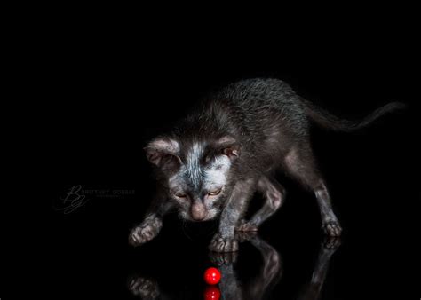 Enter a location to see results close by. Odin by Brittney Gobble Photography | Werewolf cat, Lykoi ...