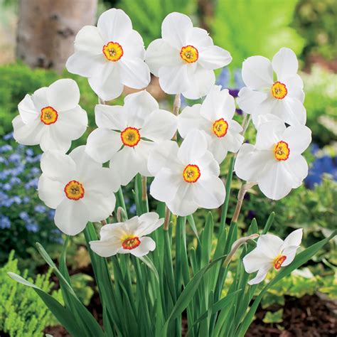 Daffodil Actaea Garden Express