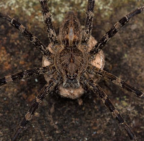 One Of Australia’s Largest Spiders Megadolomedes Australi Flickr