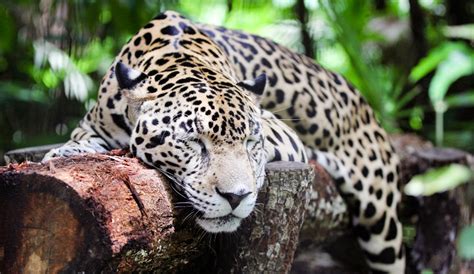 Jaguar Belize Zoo 1st Day Of Summer