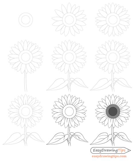 How To Draw A Sunflower Step By Step Easydrawingtips