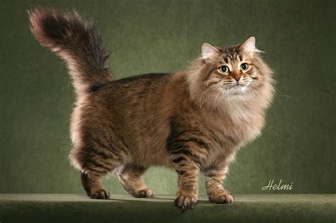 They love to play, are constantly moving around and love to be busy. Siberian cat price range. Siberian Forest kittens for sale ...