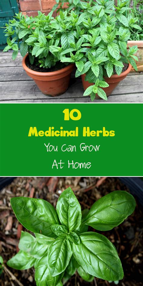10 Medicinal Herbs You Can Grow At Home