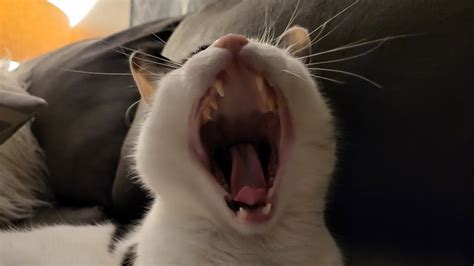 Cat Yawn Youtube