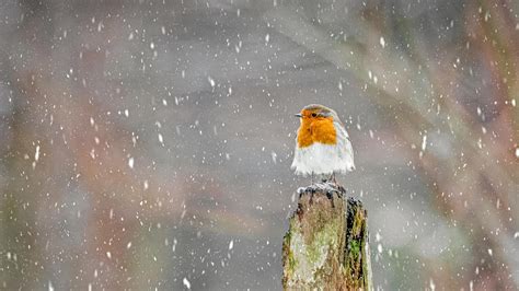 European Robin During A Winter Snowstorm Peak District