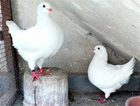 Fancy Pigeons For Sale Adoption From Delhi Delhi