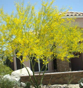 Desert museum palo verde (parkinsonia x 'desert museum) (medium/large size) this tree is actually rather new, in that it was first introduced by the arizona sonora desert museum in tucson in 1987. Desert Museum Palo Verde | Backyard Plants | Pinterest ...