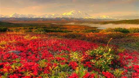 Beautiful Flower Garden Alaska Widescreen Wallpaper 1600