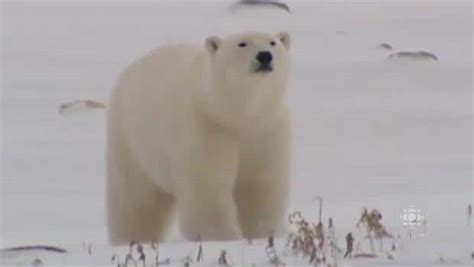 Man Woman Attacked By Polar Bear In Churchill Cbc Player