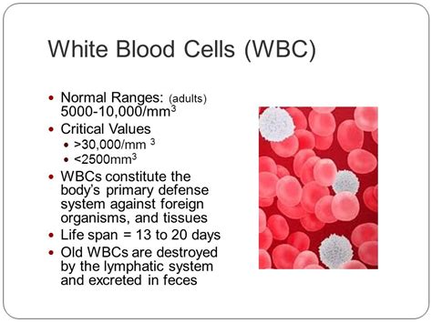 How Long Do Antibiotics Affect White Blood Cell Count