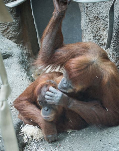 The Importance Of Grooming In Human Animals And The Other Primates