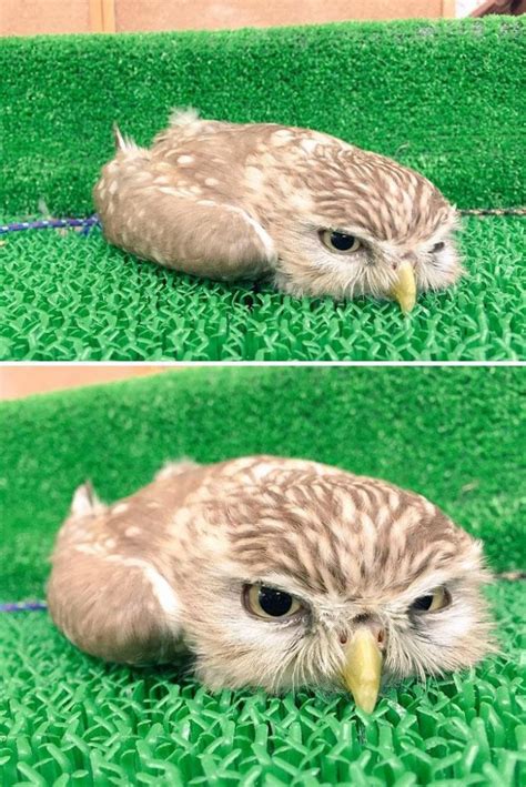 Did You Know That Baby Owls Sleep Face Down Here Are Some Adorable