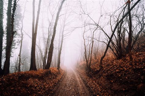 Картинка Туман осенние Природа лес Дороги дерева