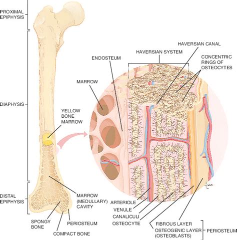 bone | Taber's Medical Dictionary
