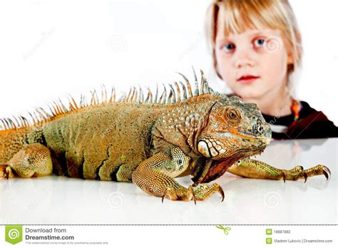 Little Girl With Iguana Stock Photo Image Of Wild Green