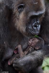 A Gorilla With Her Newborn Show Bond Between Mother And Her Baby