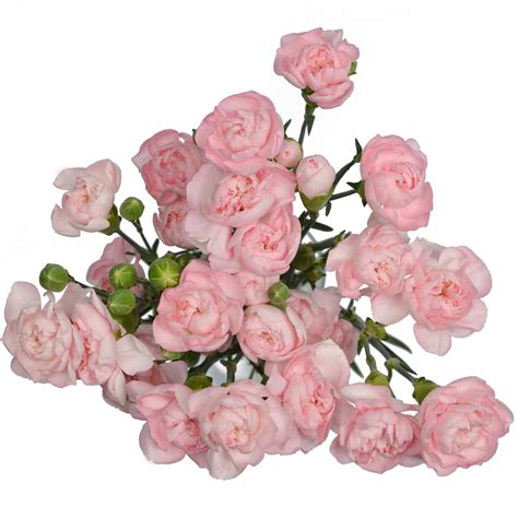 Mini Carnation Pink Stems Weddings