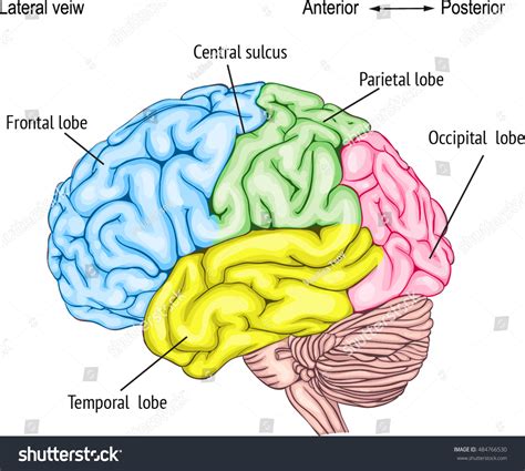 These nerves send signals between the brain, spinal cord, and other body. Central Nervous System Diagram Brain / Human Brain and ...