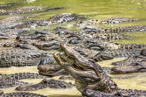 Do Alligators Eat Each Other Answered By Vet Tech The Reptile Room