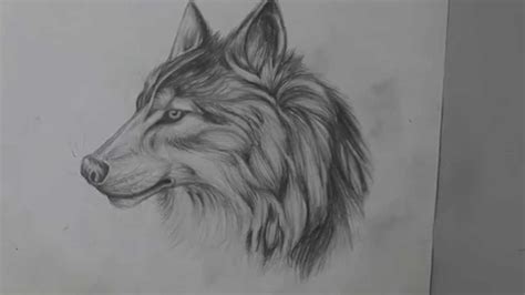 Pencil Drawing Of A Wolf Fast Version Youtube