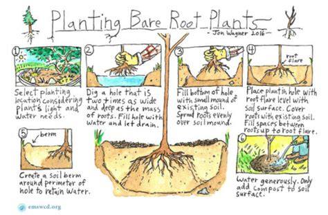 How To Plant Native Plants Emswcd