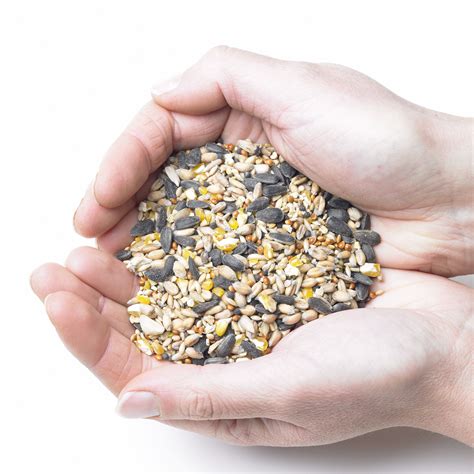 Collection 103+ Pictures Bird Seed Plant Pictures Updated