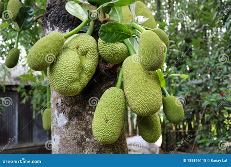 The National Fruits Of Bangladesh Are Jackfruit And Green In Color