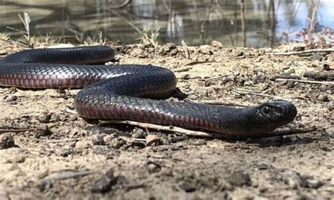 Does Australia Really Have The Deadliest Snakes We Debunk 6 Common Myths