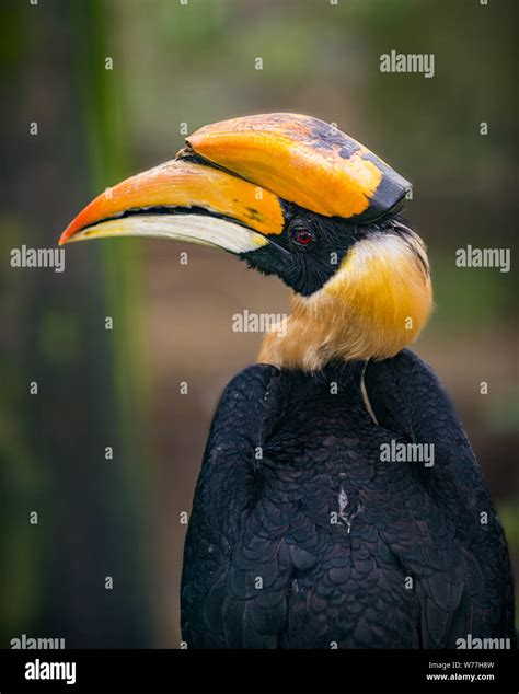 Great Hornbill Bird Profile Buceros Bicornis Close Up Stock Photo Alamy