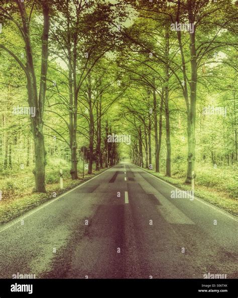 Straight Empty Tree Lined Road Hi Res Stock Photography And Images Alamy