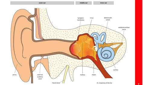 Middle Ear Infection Symptoms — Ent4kids