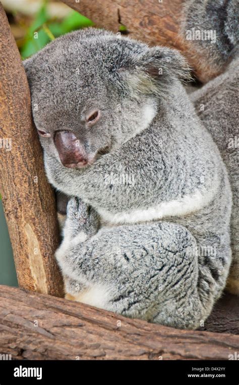 Sleepy Koala Bear Snuggles In A Tree Limb At The Kuranda Wildlife