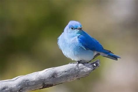 16 Types Of Blue Birds With Photos Bird Feeder Hub