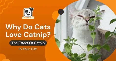 Why Do Cats Love Catnip The Effect Of Catnip In Your Cat