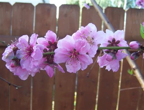 Most species are deciduous shrubs or small trees. The 2 Minute Gardener: Photo - Saturn Peach Tree Flower