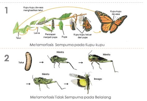 Namun sebelum masuk ke pembahasan inti, mari kita pahami terlebih dahulu apa itu metamorfosis? METAMORFOSIS DAN METAGENESIS PADA HEWAN DAN TUMBUHAN ...