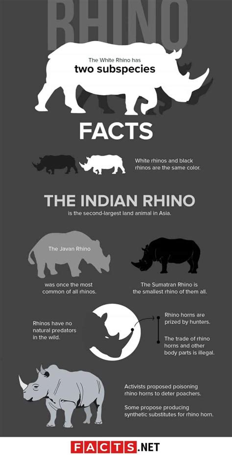 30 Rhino Facts That You Should Know About Today