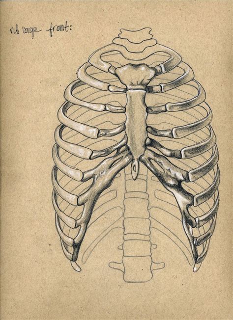 Image Result For Ribcage Art Piece Skeleton Drawings Anatomy Art