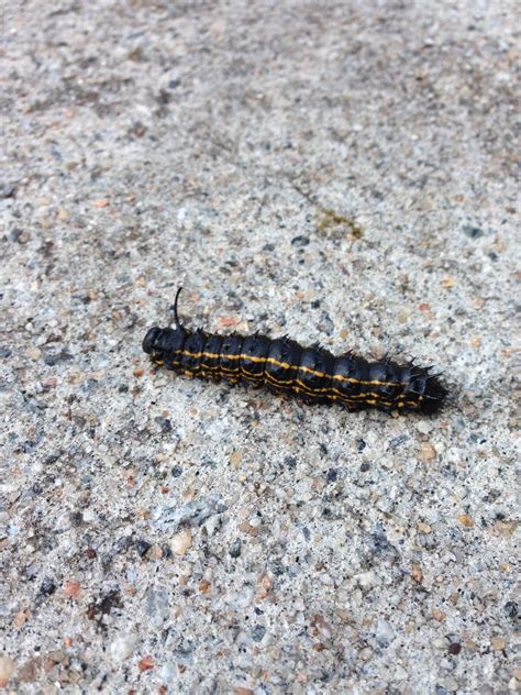 Tiny Black Caterpillar Identification
