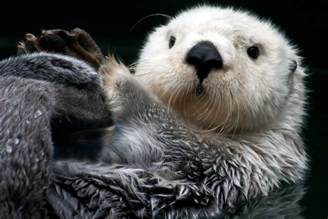 Daily cute otter pictures :d. Study Finds That Otters' Taste For Crab Is Fighting Water ...