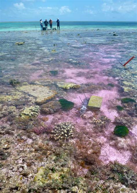 Ocean Acidification Slowing Coral Reef Growth Study Confirms Coral