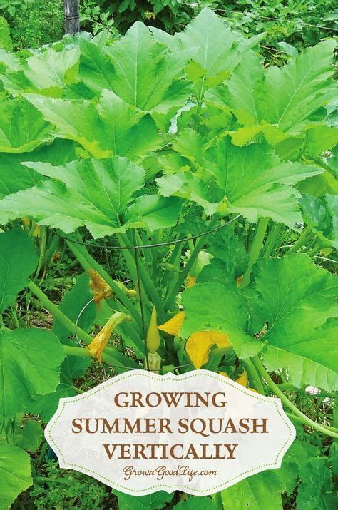 Growing zucchini vertically in pots. How to Grow Summer Squash Vertically | Growing vegetables ...