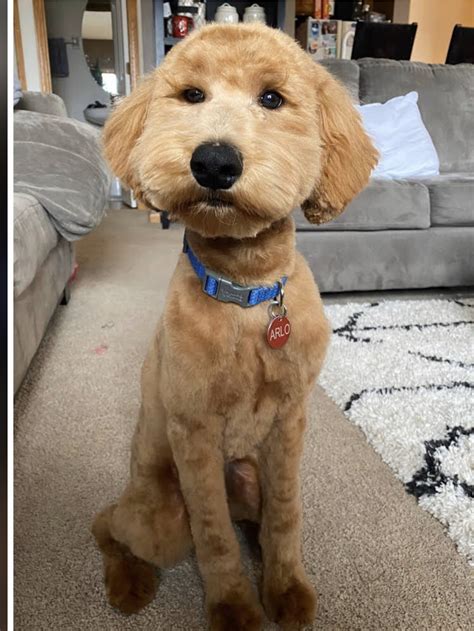 Our puppies are the perfect companion for everyone from young families to being a loving companion who keeps you company. Goldendoodle Puppies 1/13/2020 Adopted - Pine Grove Farmette