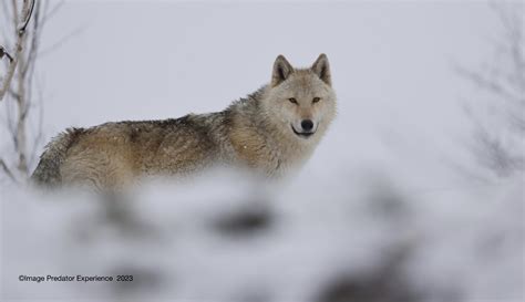 ‘predator Experience Official Website Wolf Experiences Cumbria