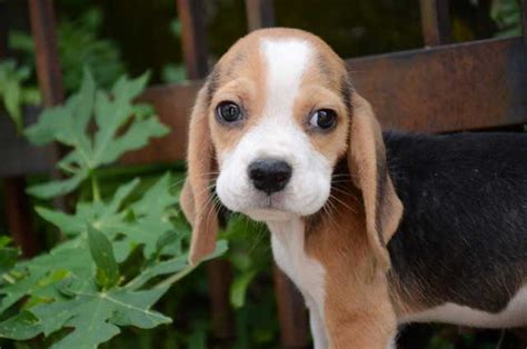 These pups have been brought up in our family with all our attention. beagle puppy FOR SALE ADOPTION from Kuala Lumpur @ Adpost ...