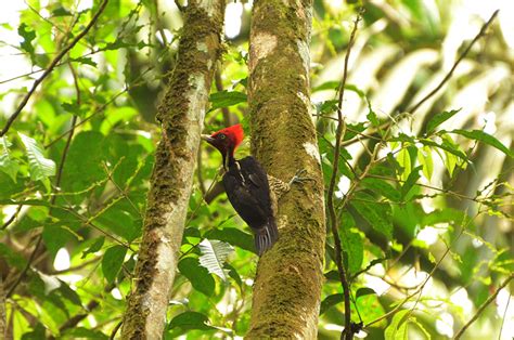 Virtual Birding In Costa Rica